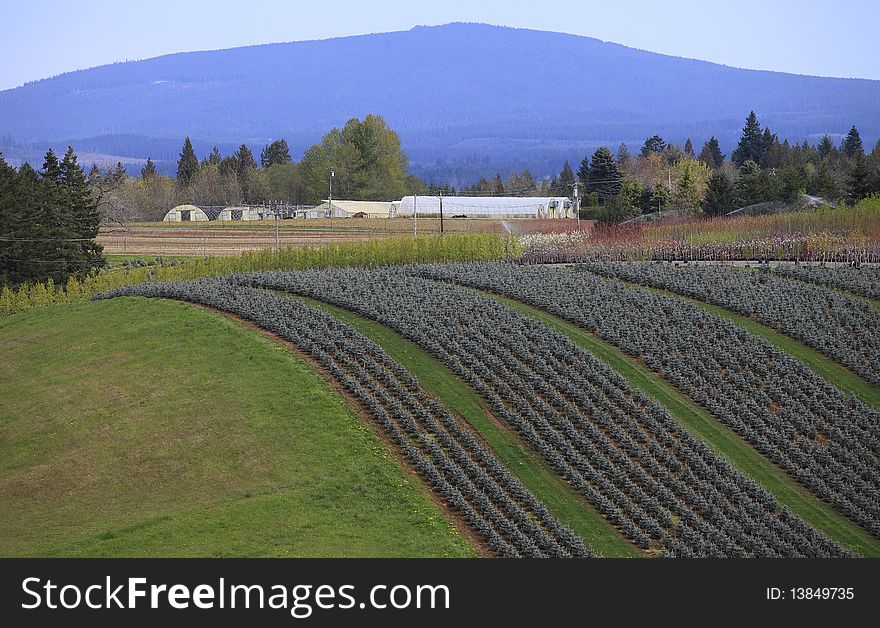 A long line of well organized pine trees on a hillside, Oregon. A long line of well organized pine trees on a hillside, Oregon.