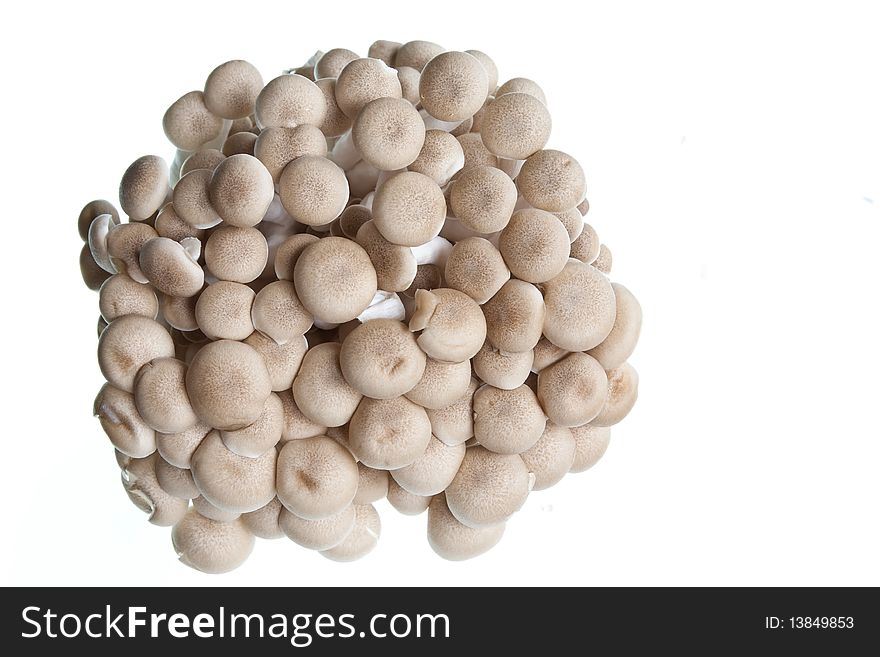 A bunch of honshimeji mushrooms against a white background. A bunch of honshimeji mushrooms against a white background