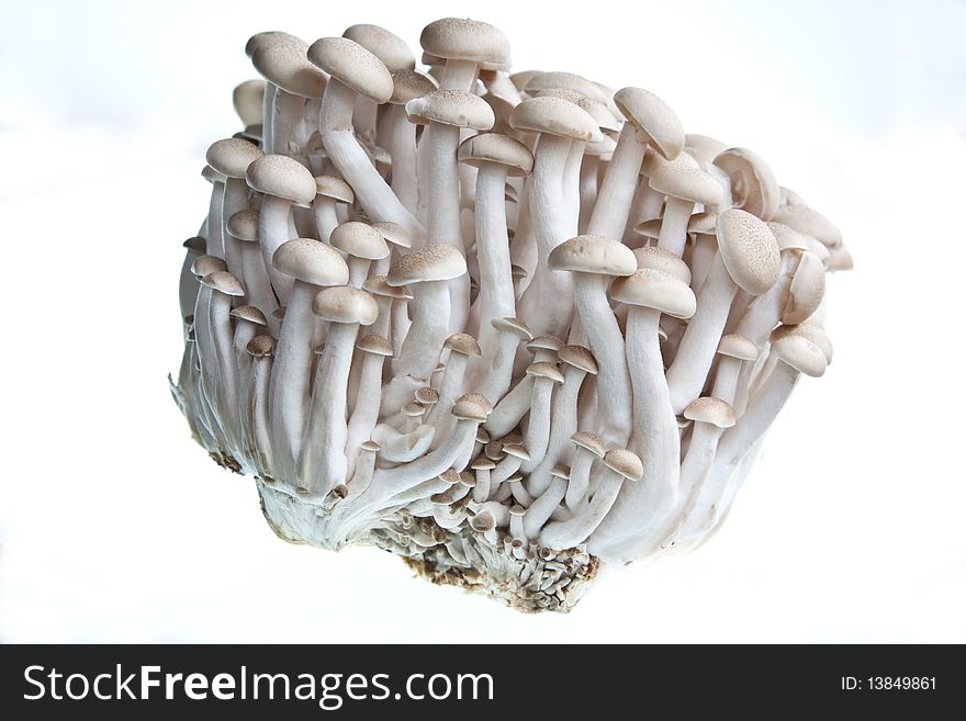 A bunch of honshimeji mushrooms against a white background. A bunch of honshimeji mushrooms against a white background