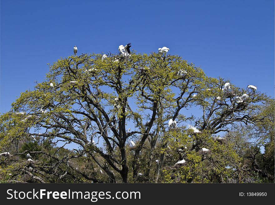 Wood storks and Great Egrets nesting on the tree. Wood storks and Great Egrets nesting on the tree