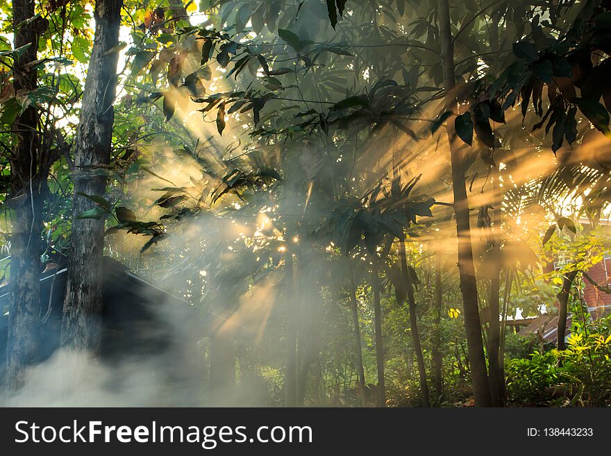 Light smoke tree forest in the morning