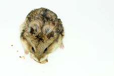 Hamster Stock Images