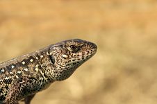 Lizard Stock Images Lizard Stock Images