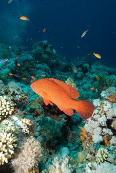 Coral Grouper Royalty Free Stock Images Coral Grouper Royalty Free Stock Images