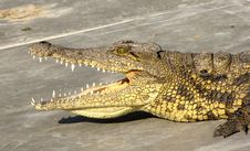 Crocodile Stock Photography Crocodile Stock Photography