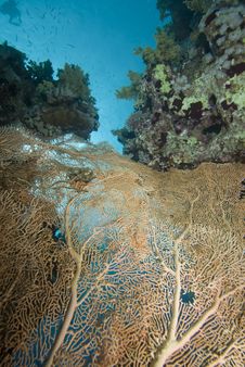 Soft Coral Sean Fan Stock Photography Soft Coral Sean Fan Stock Photography