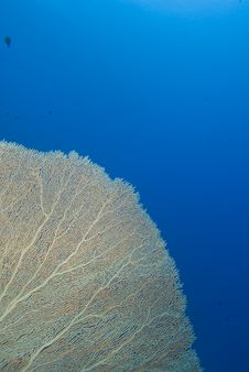 Giant Sea Fan Royalty Free Stock Images Giant Sea Fan Royalty Free Stock Images