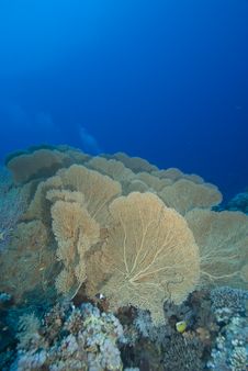 A Colony Of Giant Sea Fans9 Stock Image A Colony Of Giant Sea Fans9 Stock Image