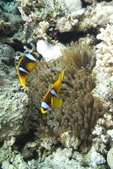 Red Sea Anemone Fish Stock Photo Red Sea Anemone Fish Stock Photo