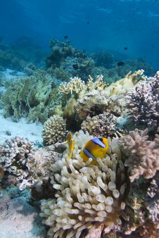 Red Sea Anemone Fish Stock Photo Red Sea Anemone Fish Stock Photo