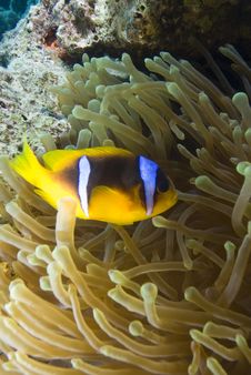 Red Sea Anemone Fish Royalty Free Stock Images Red Sea Anemone Fish Royalty Free Stock Images