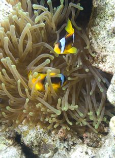 Red Sea Anemone Fish Royalty Free Stock Images Red Sea Anemone Fish Royalty Free Stock Images