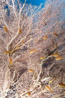 Giant Sea Fan And Golden Anthias Royalty Free Stock Photography Giant Sea Fan And Golden Anthias Royalty Free Stock Photography