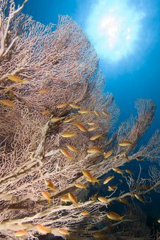 Giant Sea Fan And Golden Anthias Stock Photo Giant Sea Fan And Golden Anthias Stock Photo
