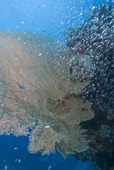 Giant Sea Fan Royalty Free Stock Image Giant Sea Fan Royalty Free Stock Image