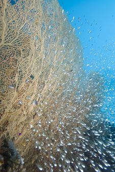 Giant Sea Fan And Baitfish Royalty Free Stock Photo Giant Sea Fan And Baitfish Royalty Free Stock Photo