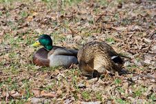 Male And Female Of Mallard Ducks Royalty Free Stock Images Male And Female Of Mallard Ducks Royalty Free Stock Images