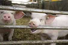 Curious Pigs Stock Image