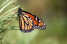 Monarch Butterfly Royalty Free Stock Photos Monarch Butterfly Royalty Free Stock Photos