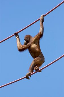 Orangutan Climbing On A Cable Royalty Free Stock Photography Orangutan Climbing On A Cable Royalty Free Stock Photography