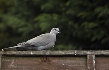 Collared Dove Stock Photos Collared Dove Stock Photos
