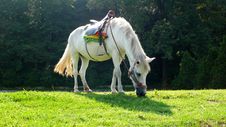 HORSE GRAZING Royalty Free Stock Photo HORSE GRAZING Royalty Free Stock Photo