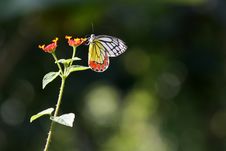 Butterfly Royalty Free Stock Photography Butterfly Royalty Free Stock Photography