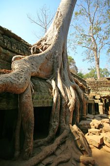 Cambodia S Temple Of Ta Prohm In Angkor Wat Stock Photos Cambodia S Temple Of Ta Prohm In Angkor Wat Stock Photos