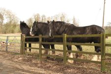 Black Shire Horses Royalty Free Stock Photo