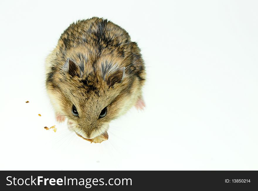 A hamster nibbling on an almond on a white background