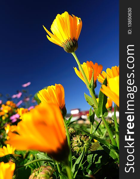 A yellow flower in a grassland
chrysanthemum