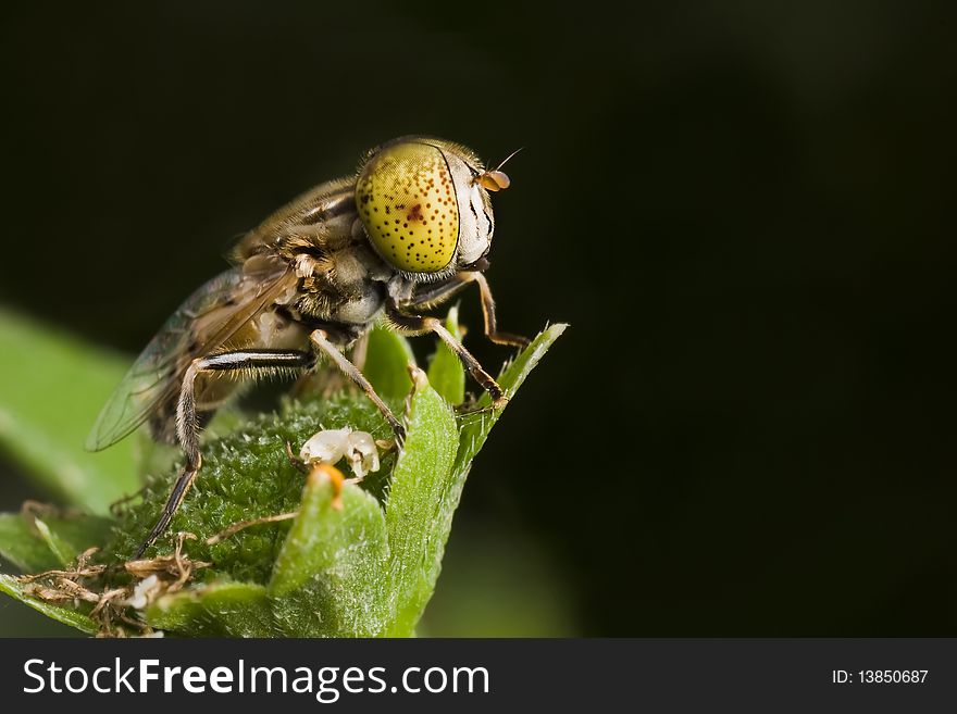 A hoverfly that resting on a flower bud. A hoverfly that resting on a flower bud