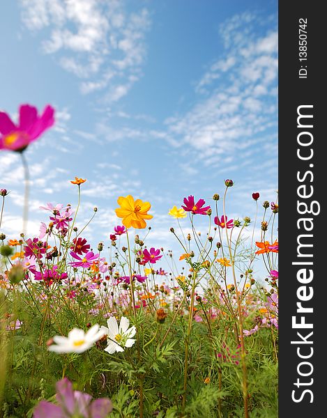 Chrysanthemum
Blue sky and white cloud
background