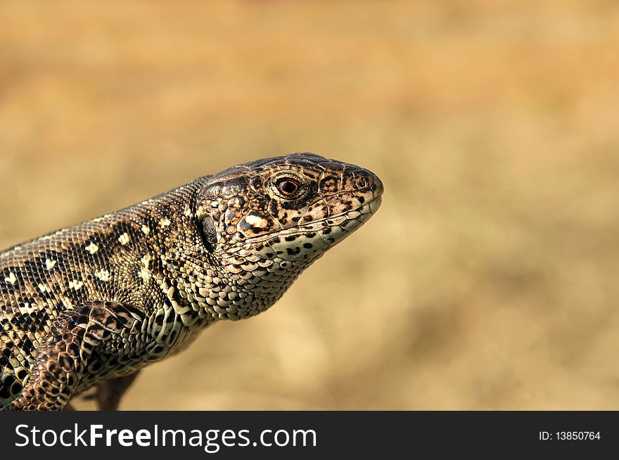 A lizard on sand background with space for text