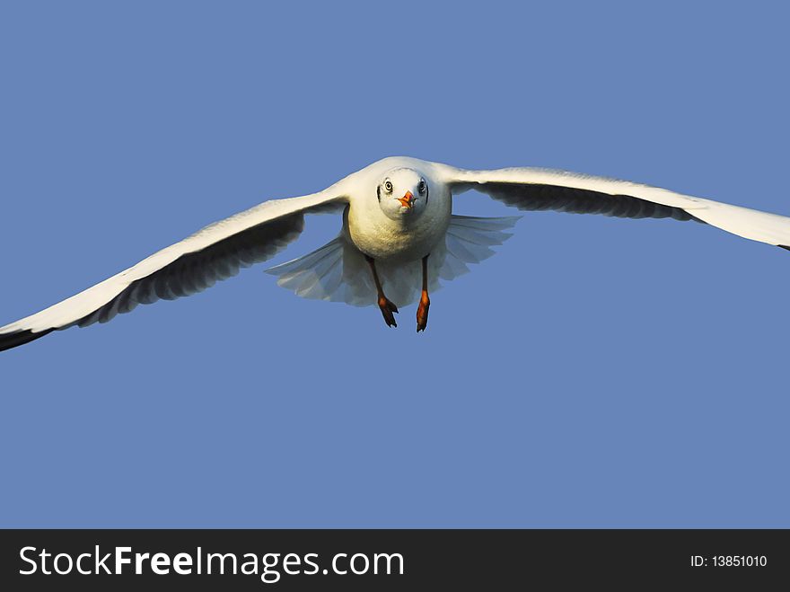A seagull flying ahead to a camera. A seagull flying ahead to a camera