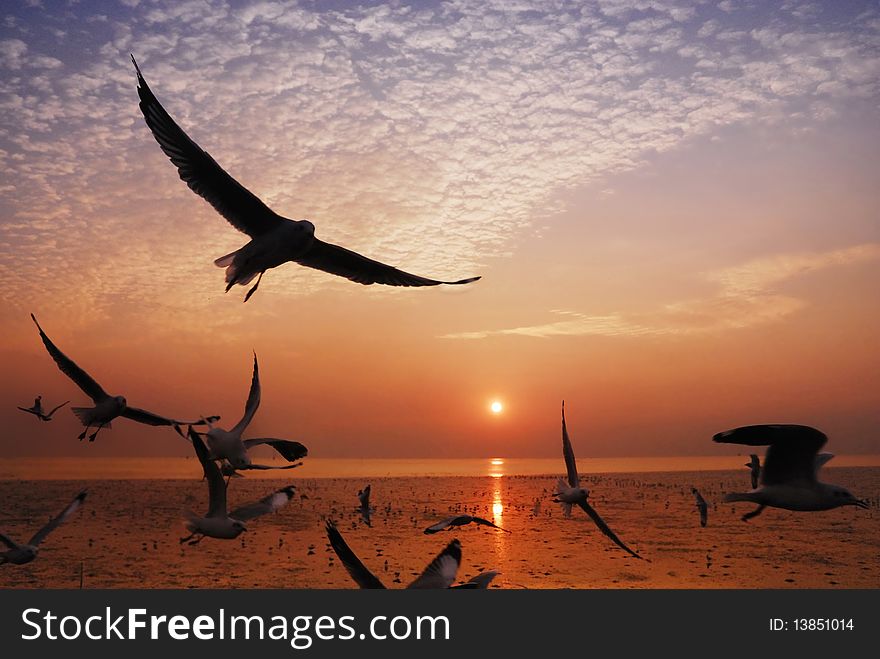 Dramatic Silhouettes Seagull