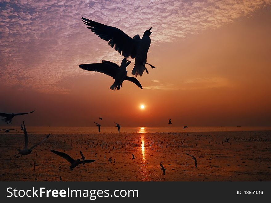 A seagull in silhouettes flying on the sunset time. A seagull in silhouettes flying on the sunset time