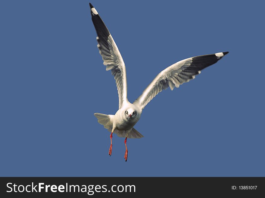 A seagull flying aside on a nice sky. A seagull flying aside on a nice sky