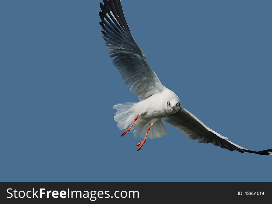 A seagull flying aside on a nice sky. A seagull flying aside on a nice sky