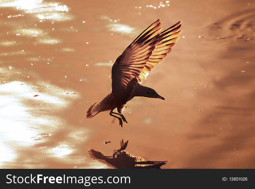 A seagull in silhouettes flying on the sunset time. A seagull in silhouettes flying on the sunset time