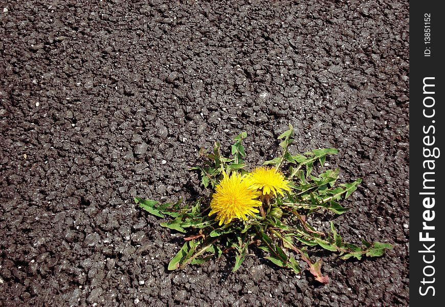 Yellow dandelions on the asphalt.