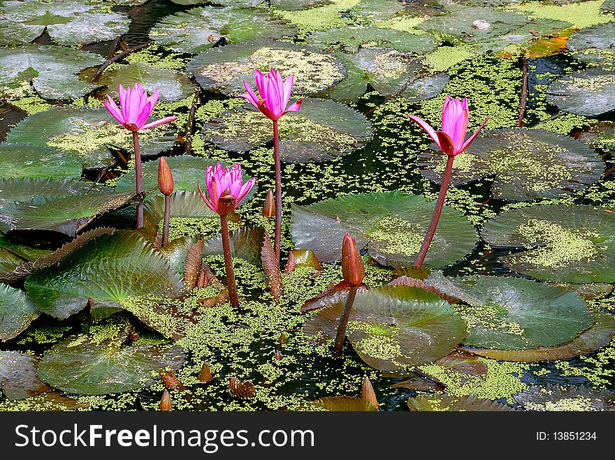 Water-lily in a pond. Water-lily in a pond