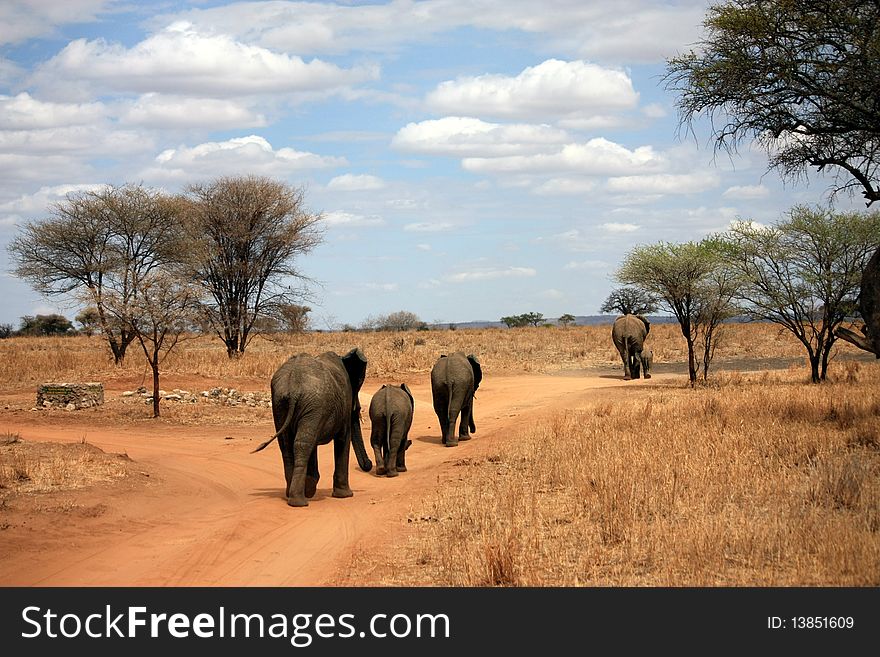 Family of elephants seen on safari in Tanzania. Family of elephants seen on safari in Tanzania