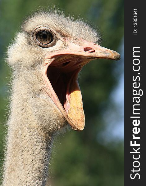 An ostrich trying to scare away the zoo visitors that are getting too close to the enclosure