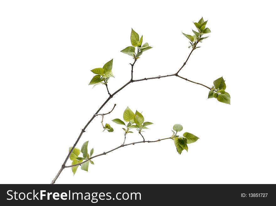 Green tree branch insulated on white background