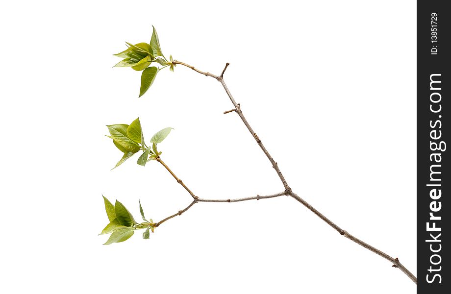 Green tree branch insulated on white background