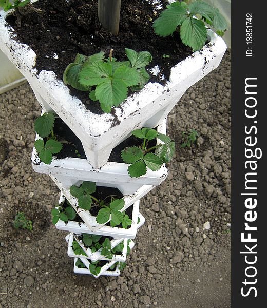 Strawberries hothouse in vertical position pots