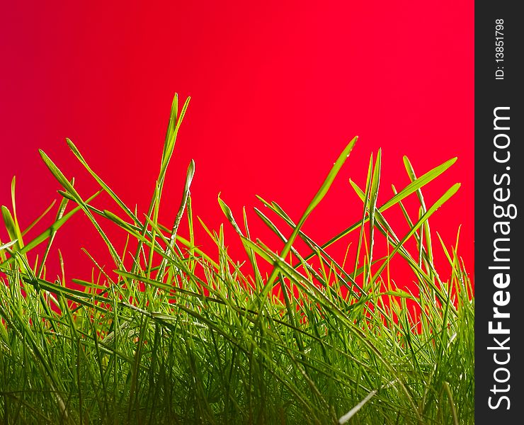 Green wet grass over bright red background