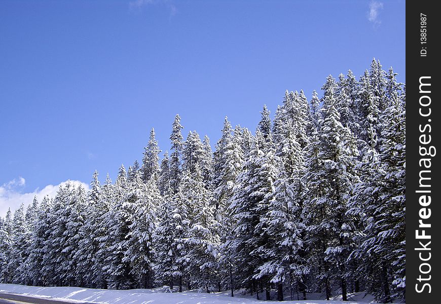 Winter forest in May at Yellowstone National Park. Winter forest in May at Yellowstone National Park