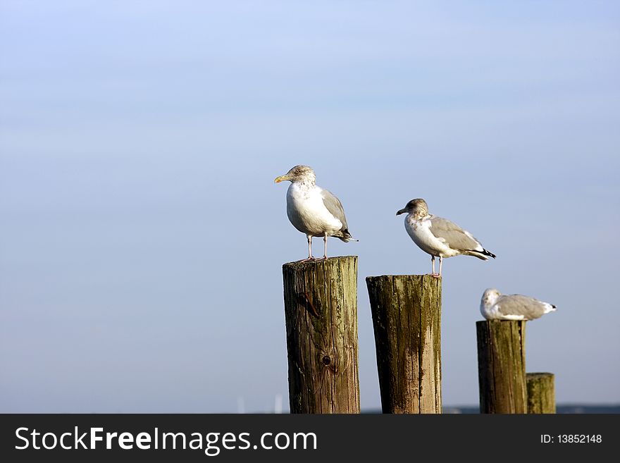 Three seagulls standing on wooden broken bridge